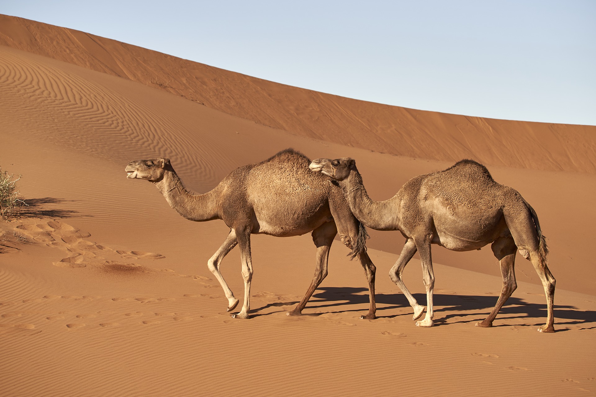 Online Arabic courses