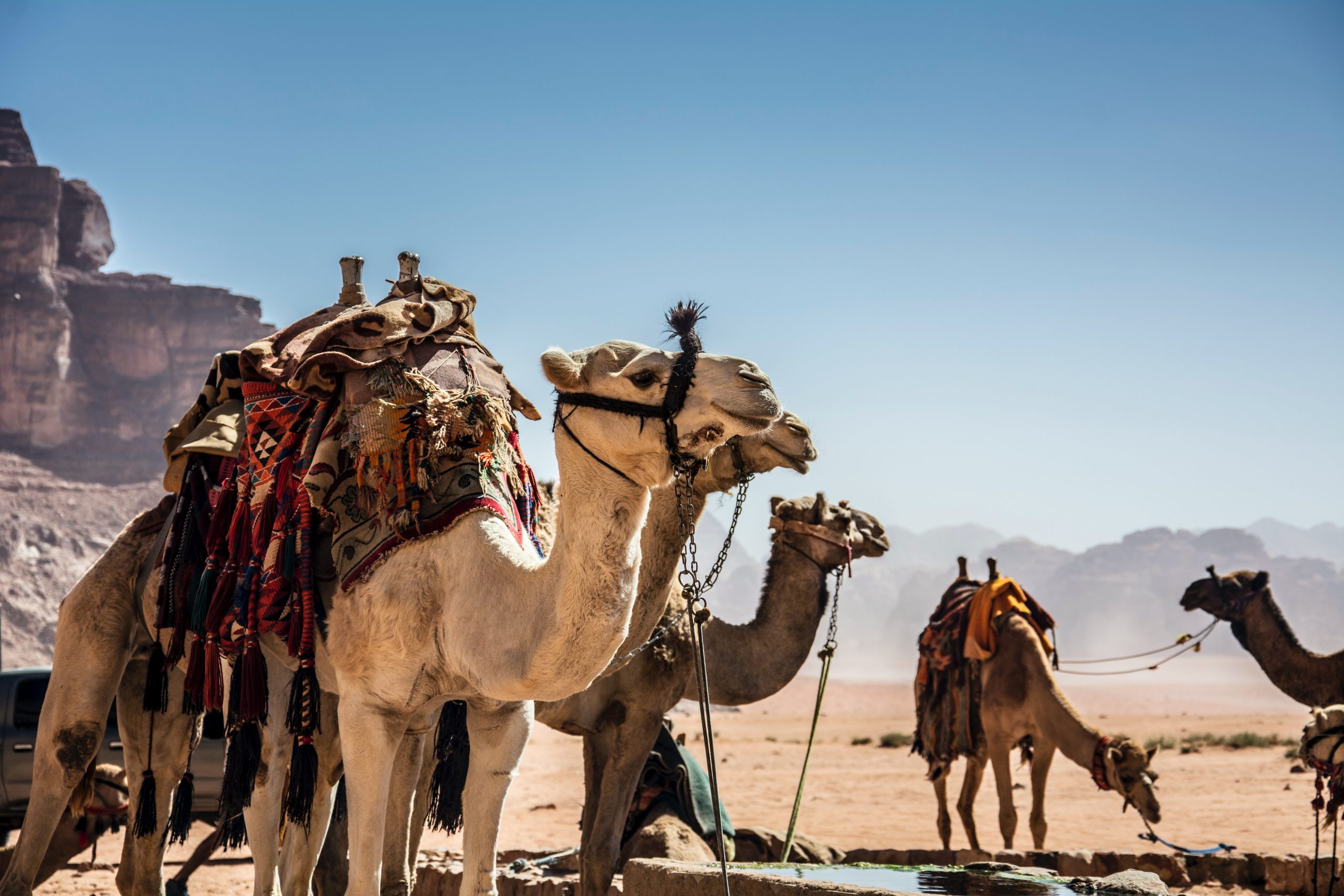 Learning Arabic